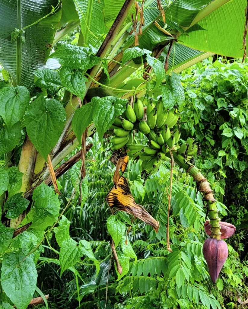 flowering-banana-tree-at--Balikaru-garden