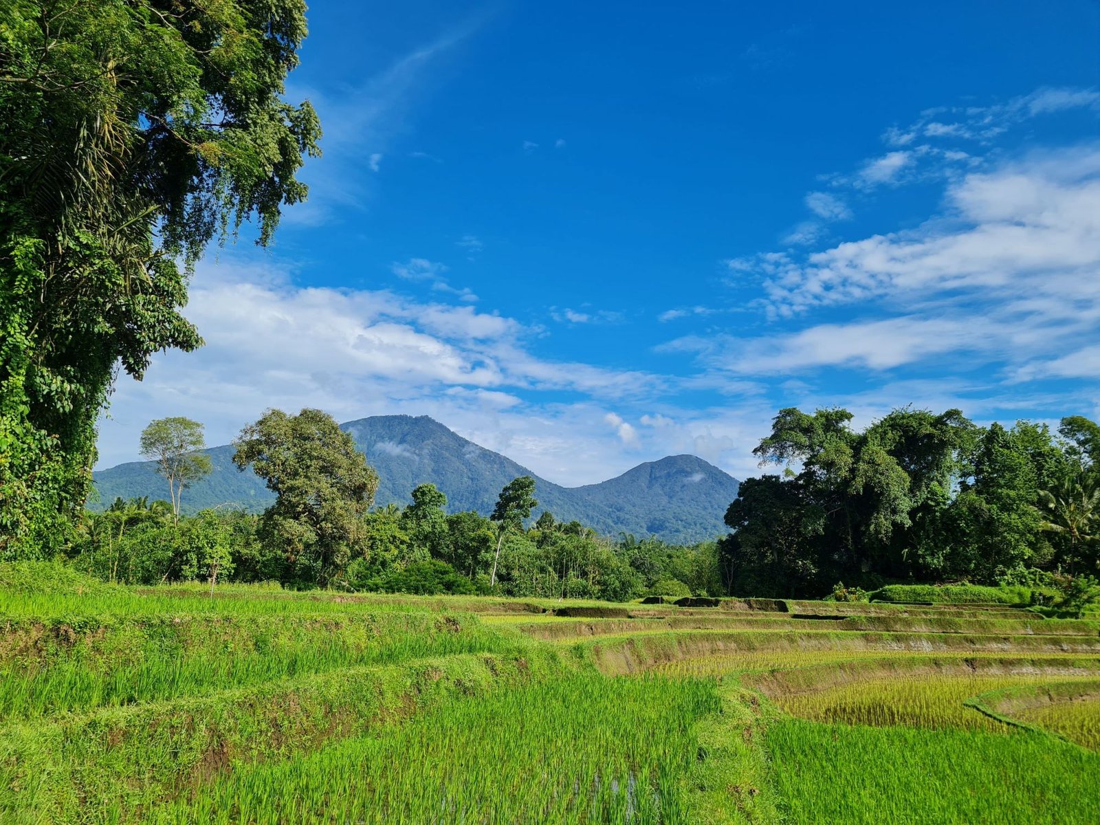 Jamu Pavillon – traditional herbal healthy drinks