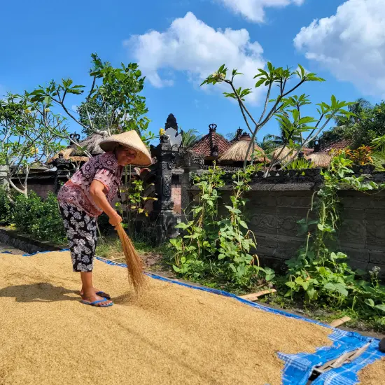 farmer drying rice