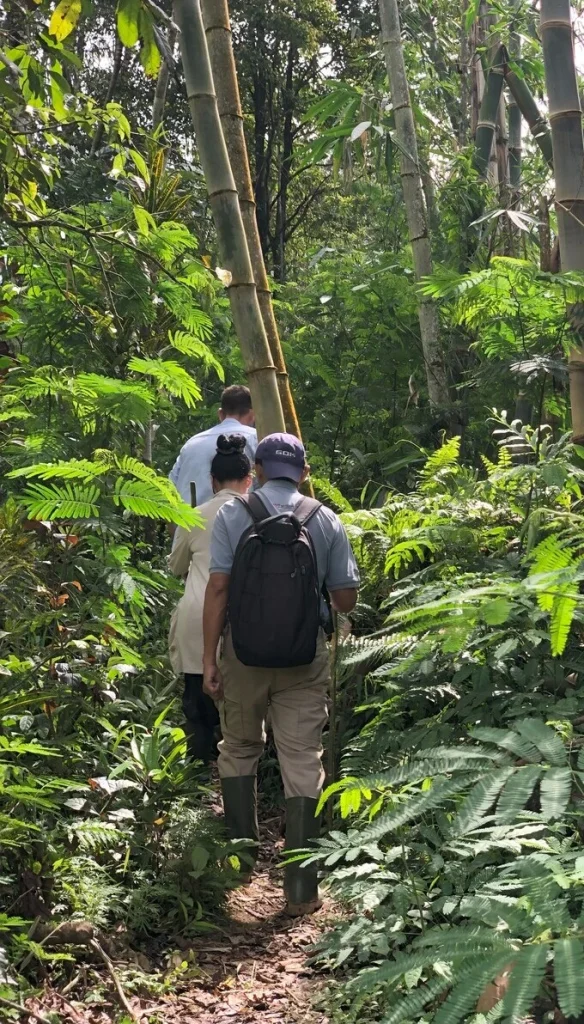 jungle trekking at batukaru bali