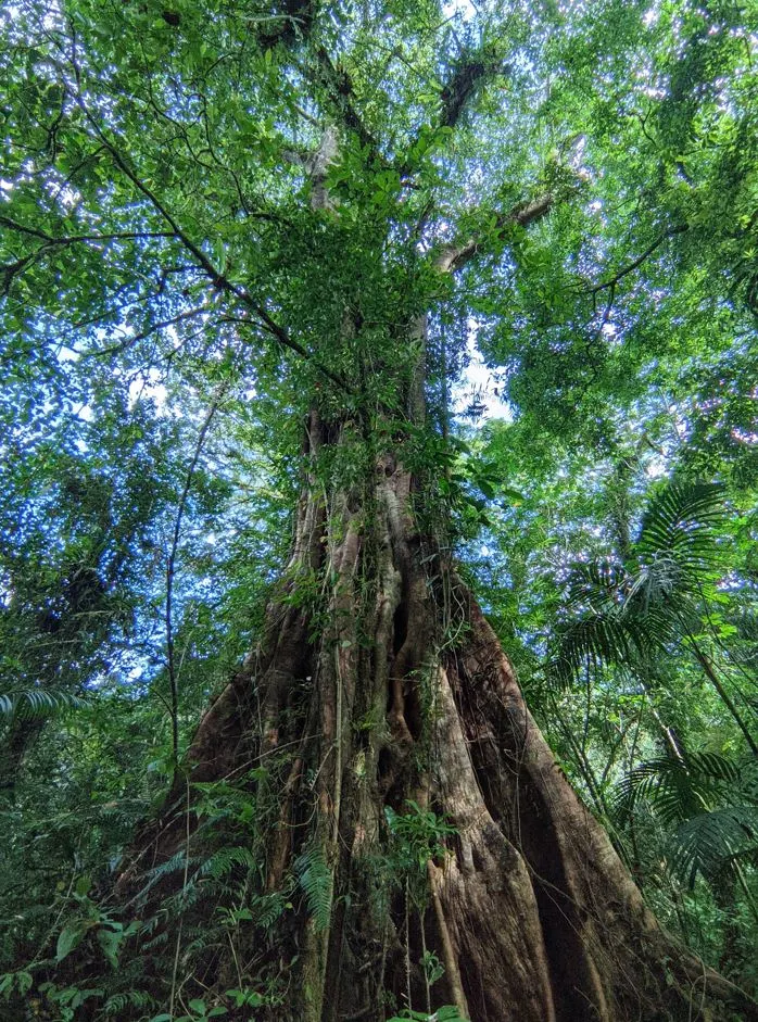 supertree in tropical rainforest in bali