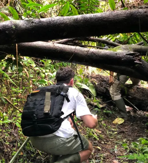 deep in the jungle - nature trail