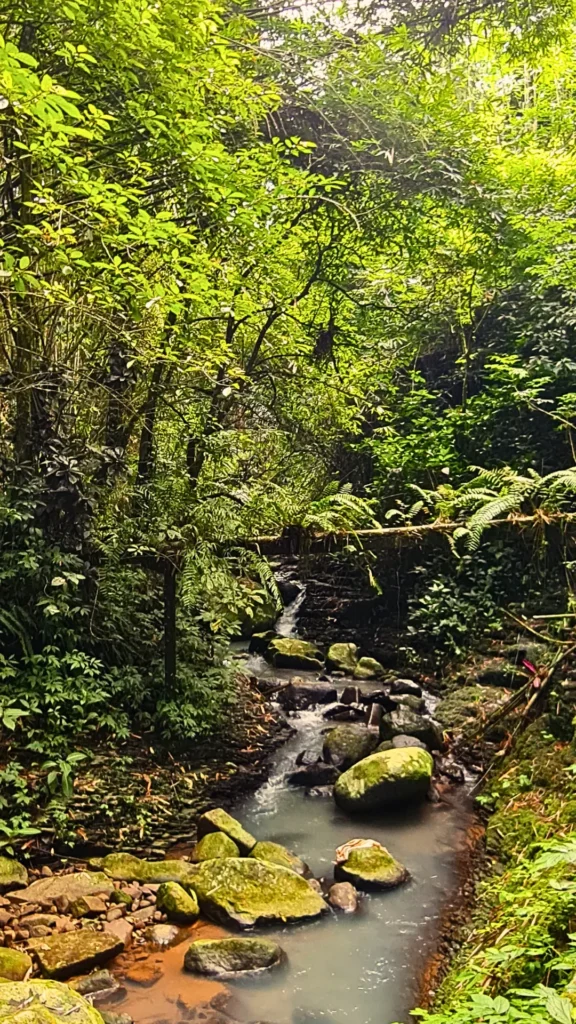 deep jungle and mopuntain stream