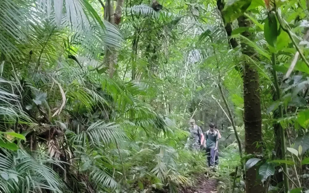 green rainforest around belulang