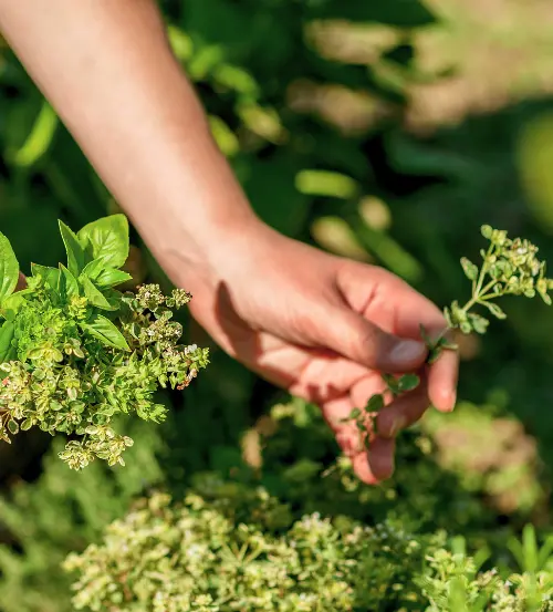 organic garden Bali