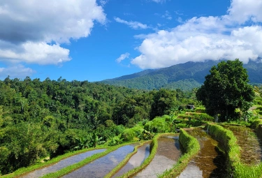 trekking at rice terraces jatiluwih