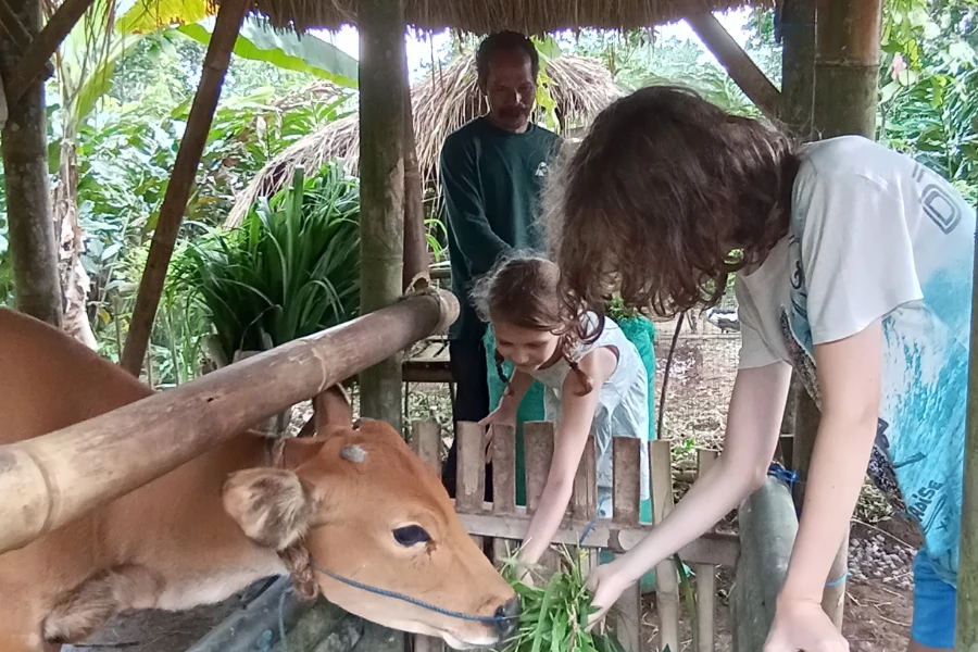 balikaru farm cow feeding