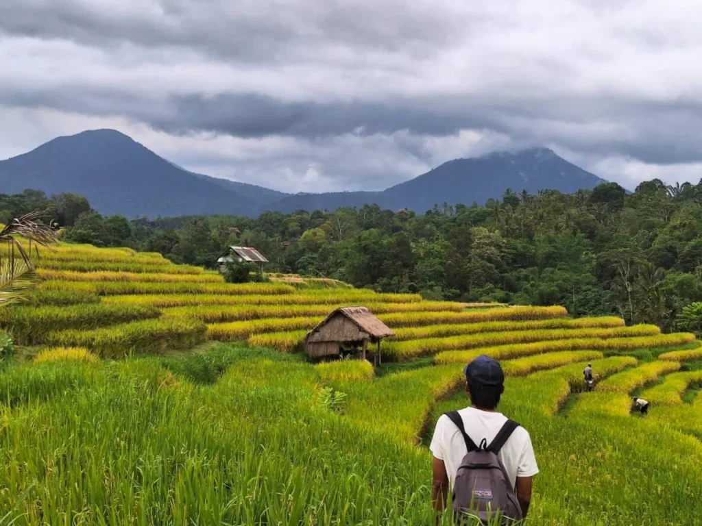 view on mountains and rice terraces on Bali