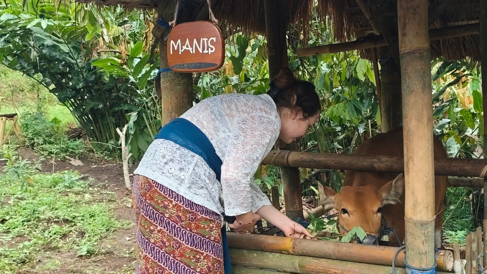 guest feeding the cow