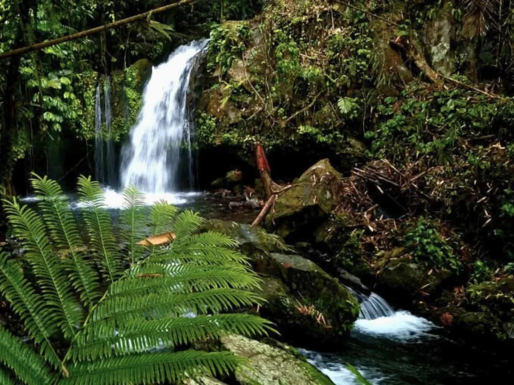 jungle and waterfall