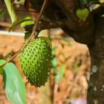 soursop growing on tree
